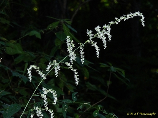 {Stenanthium gramineum}